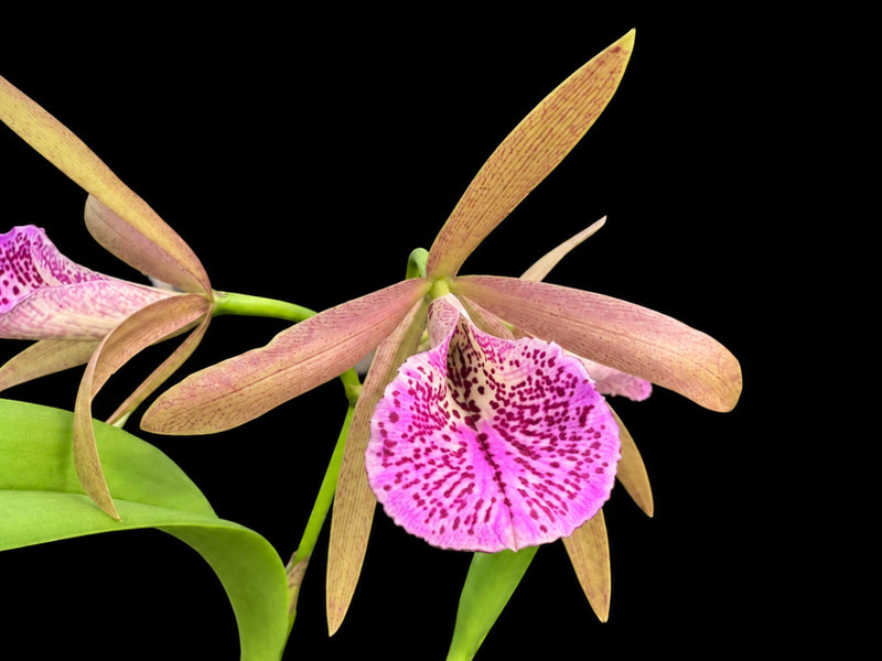 Brassocattleya Ecuagenera