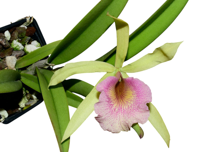 Brassocattleya Felicia