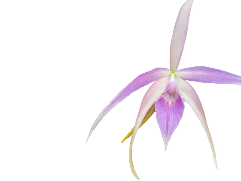 Brassocattleya Ivan Portilla 'Pink Lip'