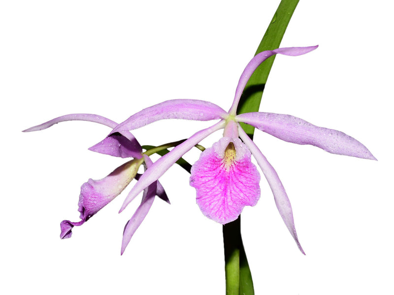 Brassocattleya Kay ('N' x 'atropurpurea')