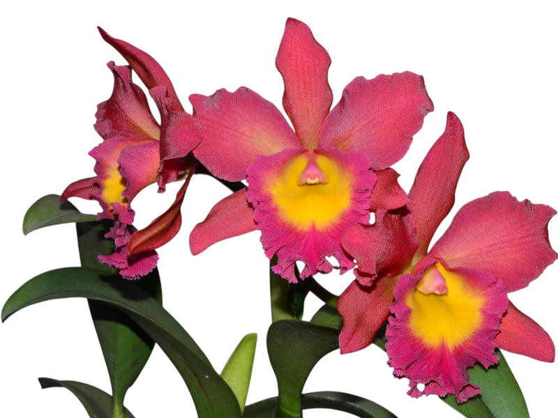 Brassocattleya (Nobile's Bruno Bruno x Cattleya Chocolate Drop) x BlCattleya Ports of Paradise