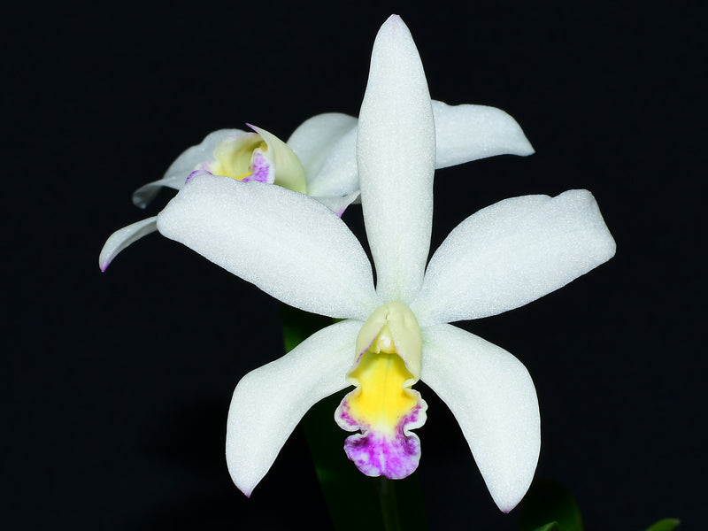 Brassocattleya n.r. (Bc. Bee Suite x C. White Chinderella)