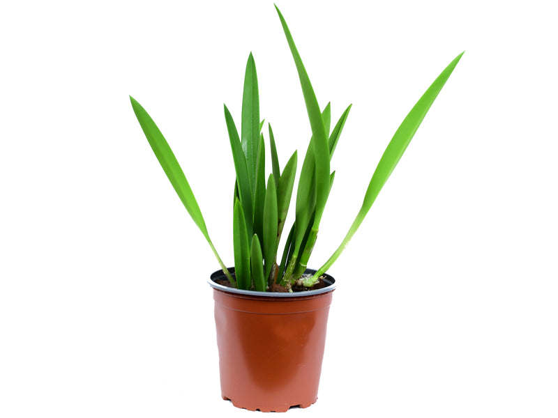 Brassolaelia Aurora (B. nodosa x L. anceps lineolata)