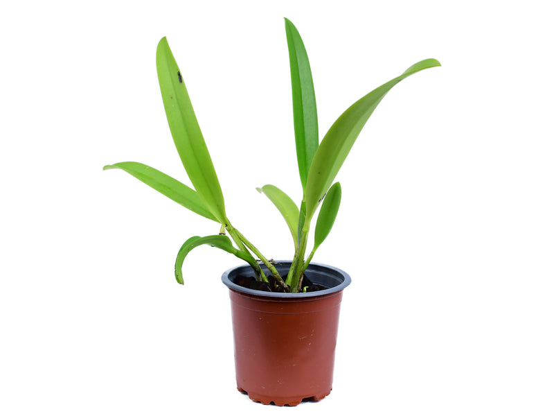 Brassolaeliocattleya Hawaii Stars 'Hsying'