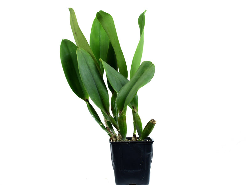 Brassolaeliocattleya Louis Joyana West x BlCattleya Pamela