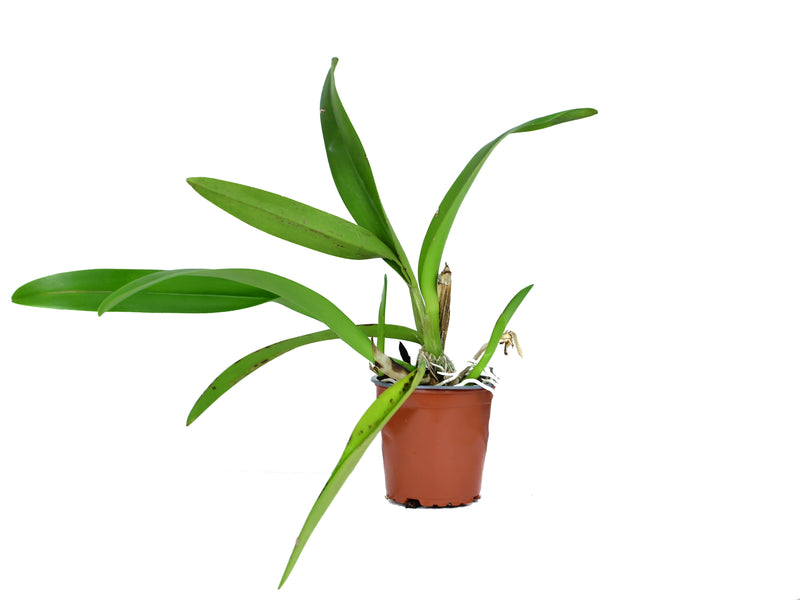 Rhyncholaeliocattleya Pakarina x Rlc Pamela Hetherington