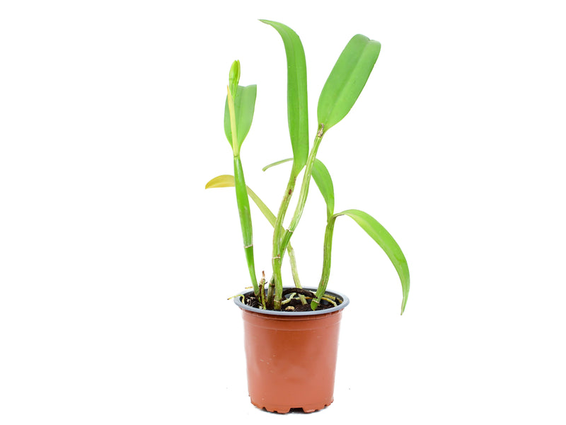 Rhyncattleanthe Young-Min Orange