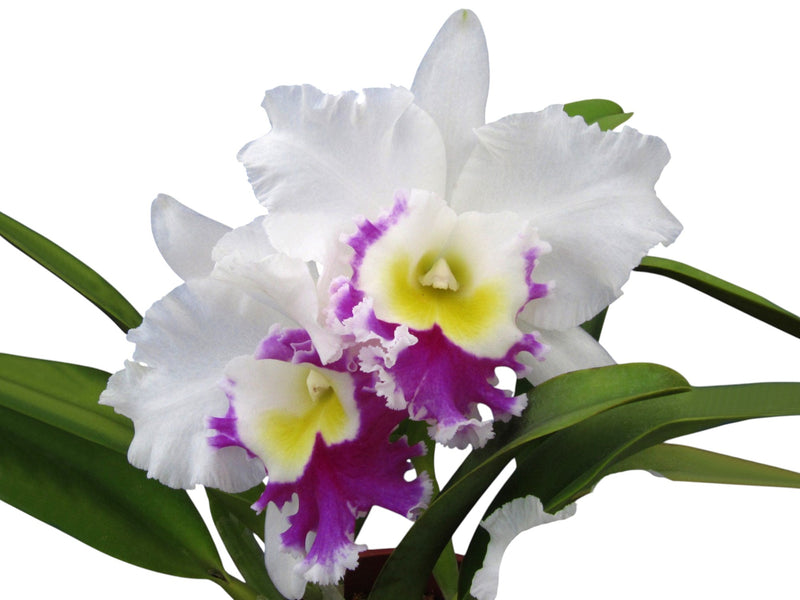 Rhyncholaeliocattleya Blanche Aisaka "hawaii"