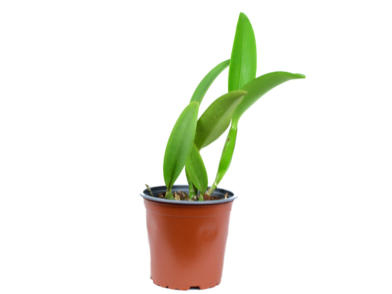 Rhyncholaeliocattleya Mary Fisk