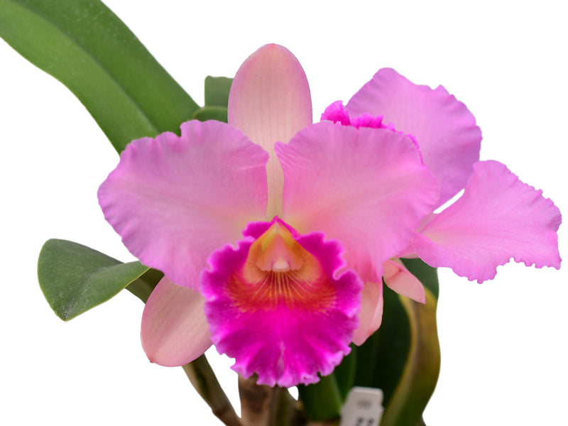 Rhyncattleanthe Giorgio Mazzetti