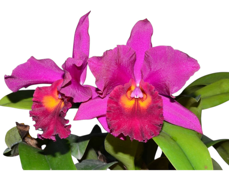 Brassolaeliocattleya Canyon 119-419 Ec