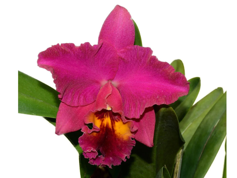 Rhyncholaeliocattleya Jackson W Lima