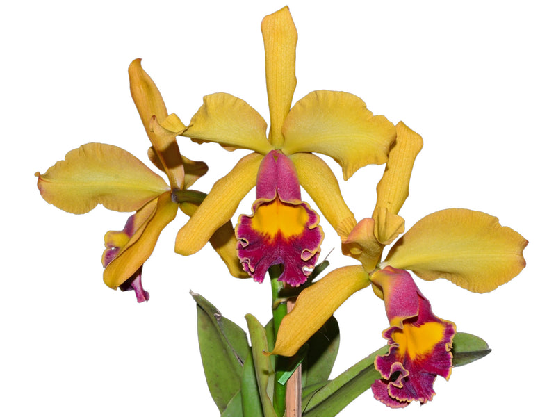 Rhyncholaeliocattleya Lady Sally