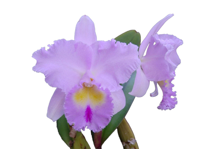 Brassolaeliocattleya Pamela Hetherington