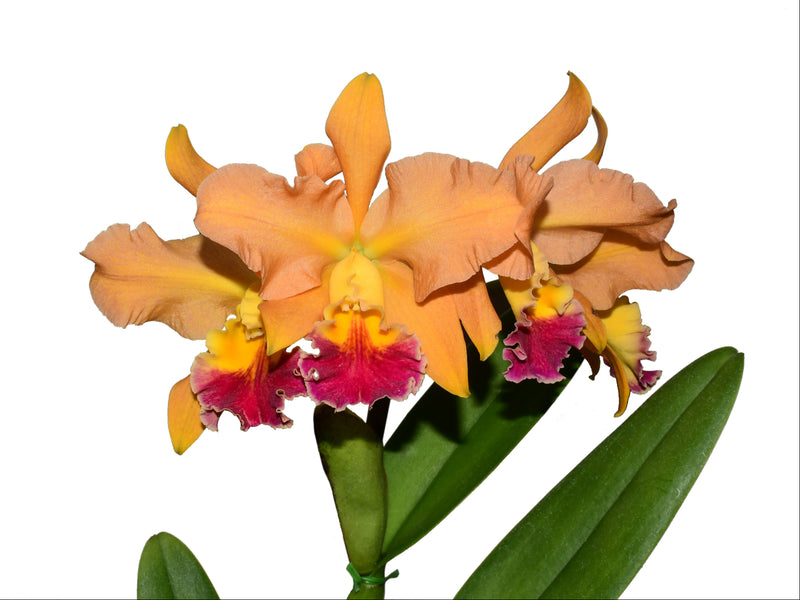 Rhyncholaeliocattleya Hugo Medina