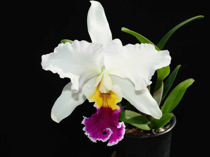 Cattleya Andean Colors