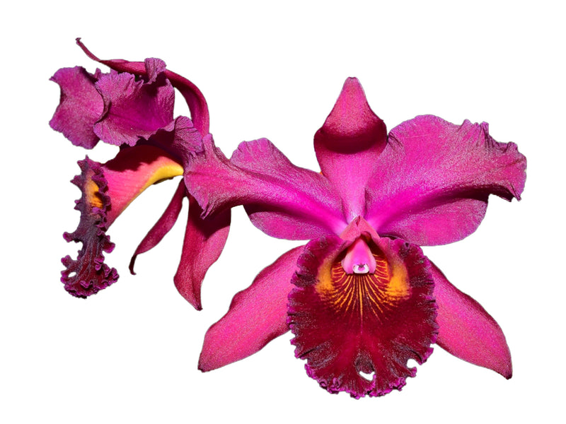 Brassolaeliocattleya (Mc 119 x Blc Mc 161)
