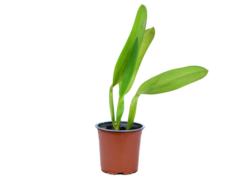 Brassolaeliocattleya n.r. (Lc. Pokai Sky x Brassavola nodosa)