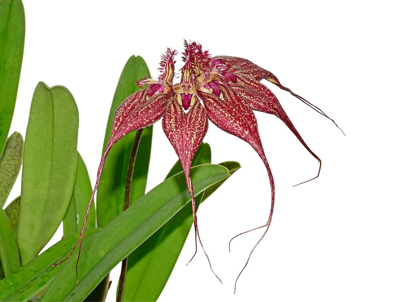 Bulbophyllum rothschildianum (5 cm Topf)