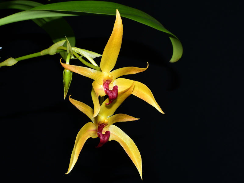 Bulbophyllum Frank Smith
