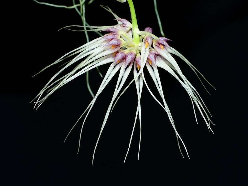 Bulbophyllum Medusa's Kiss