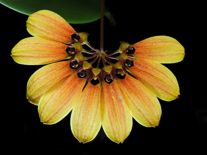 Bulbophyllum Daisy Chain