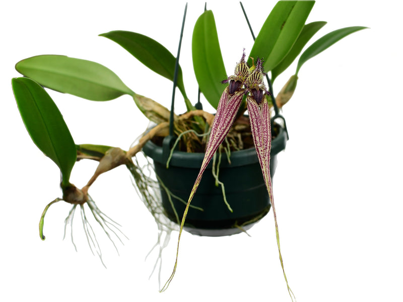 Bulbophyllum Dancing Angels