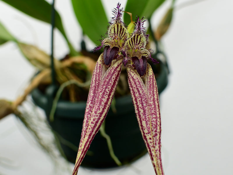 Bulbophyllum Dancing Angels
