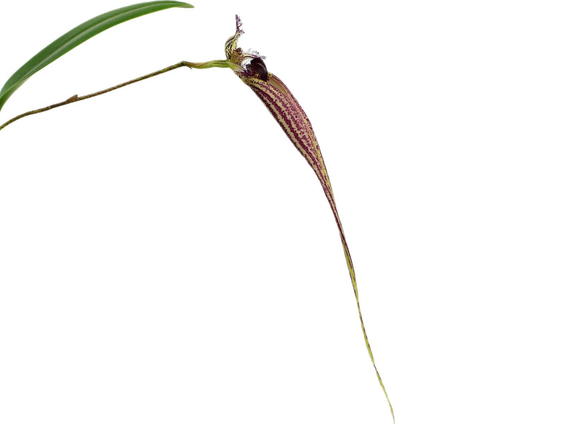 Bulbophyllum Dancing Angels