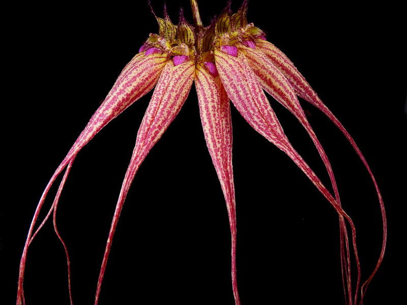 Bulbophyllum Elizabeth Ann 'Buckleberry'