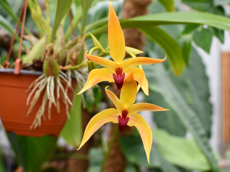 Bulbophyllum Frank Smith