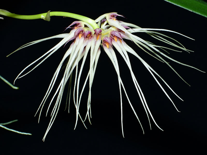 Bulbophyllum Medusa's Kiss