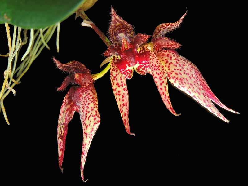 Bulbophyllum Senne Frost 10 cm Ampeltopf