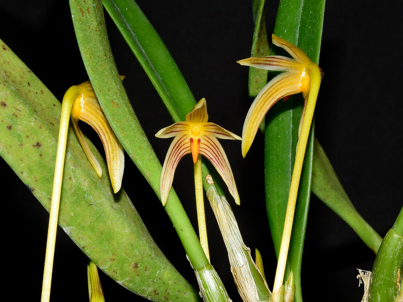 Bulbophyllum affine