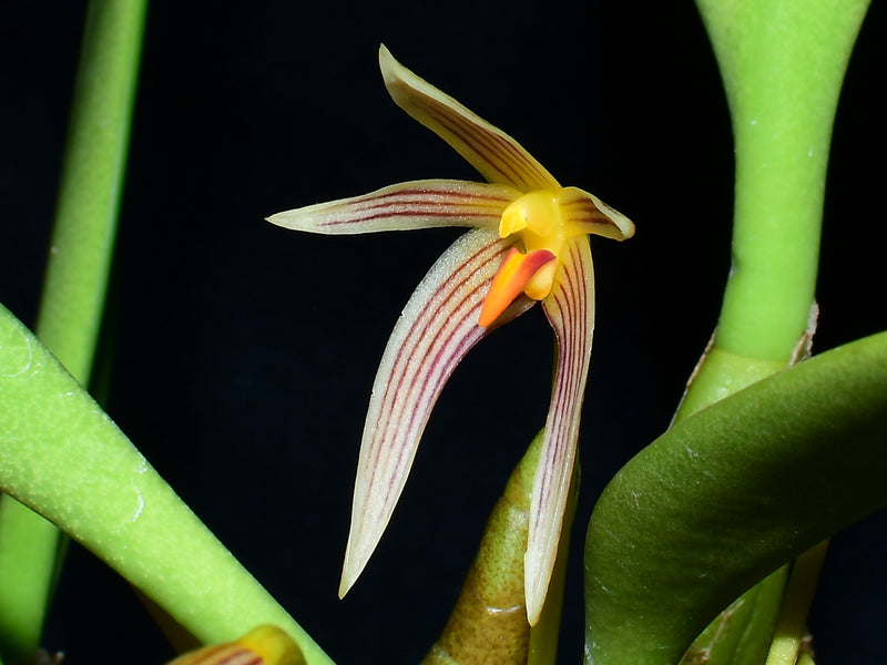 Bulbophyllum affine