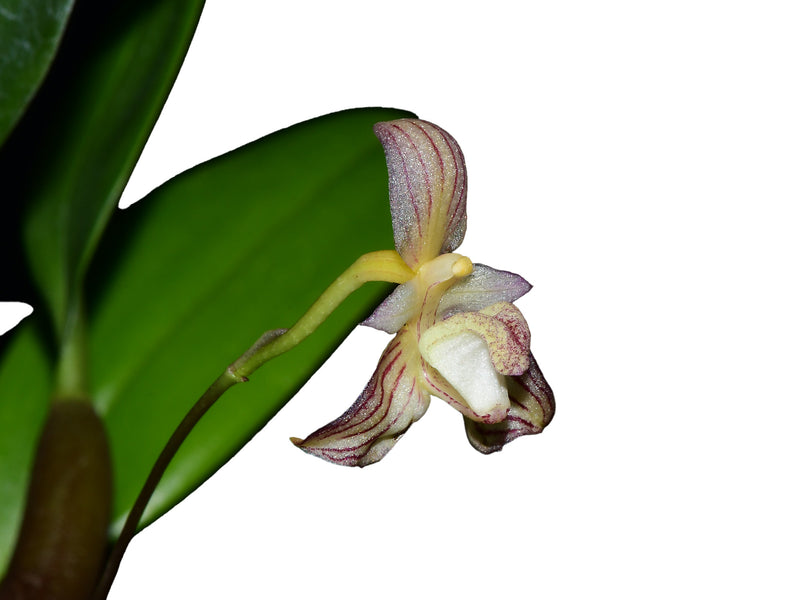 Bulbophyllum ambrosia (5 cm Topf)