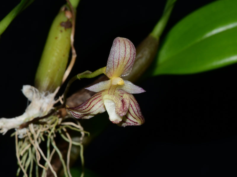 Bulbophyllum ambrosia (5 cm Topf)