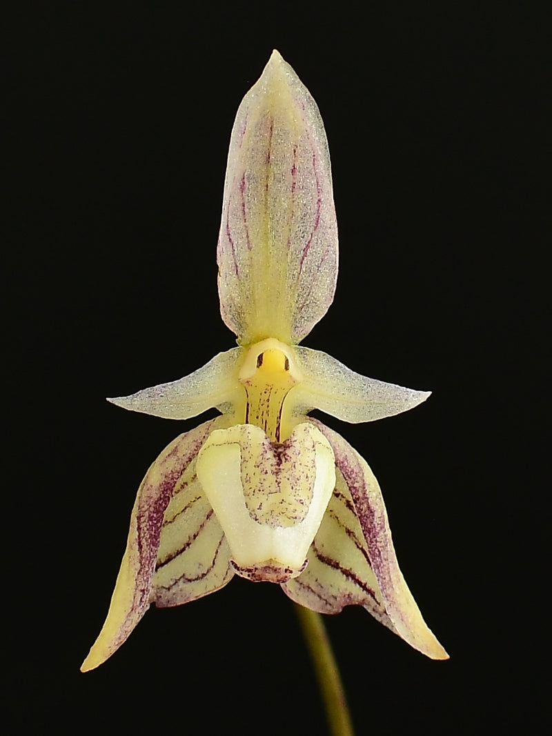 Bulbophyllum ambrosia