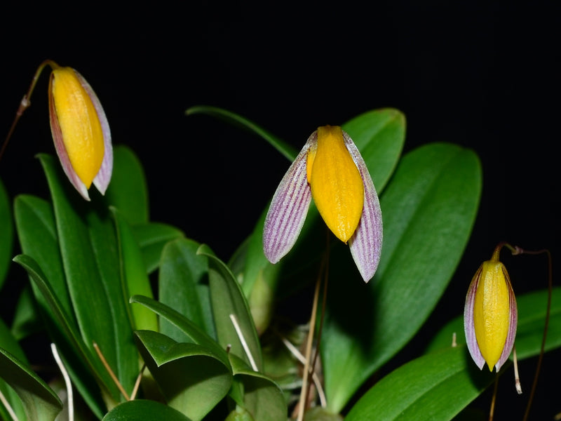 Bulbophyllum bolsteri