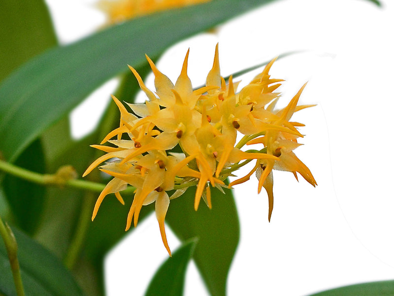 Bulbophyllum cephalophorum