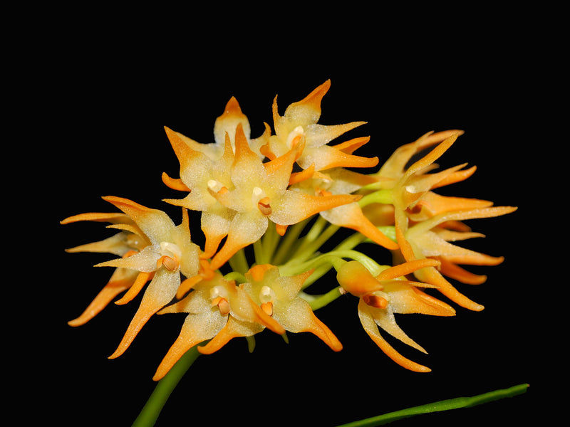Bulbophyllum cephalophorum