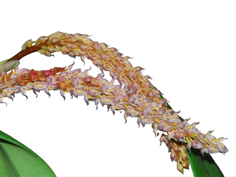 Bulbophyllum crassipes (5 cm Topf)