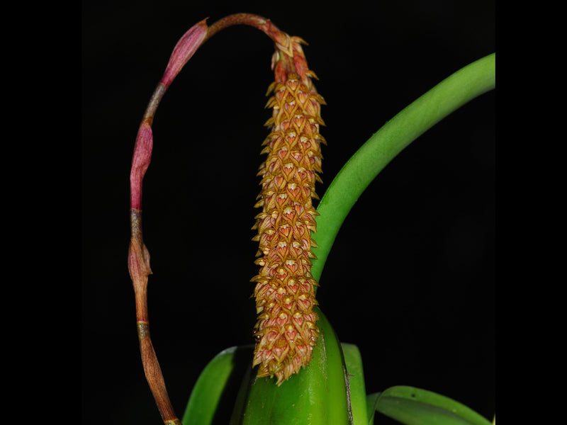 Bulbophyllum dixonii