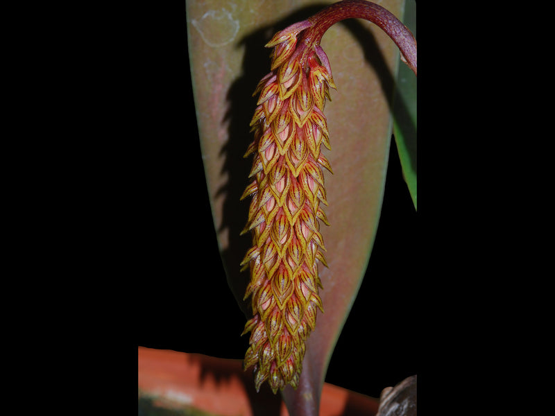 Bulbophyllum dixonii