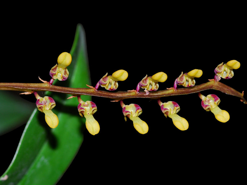 Bulbophyllum falcatum 10 cm Ampelpflanze