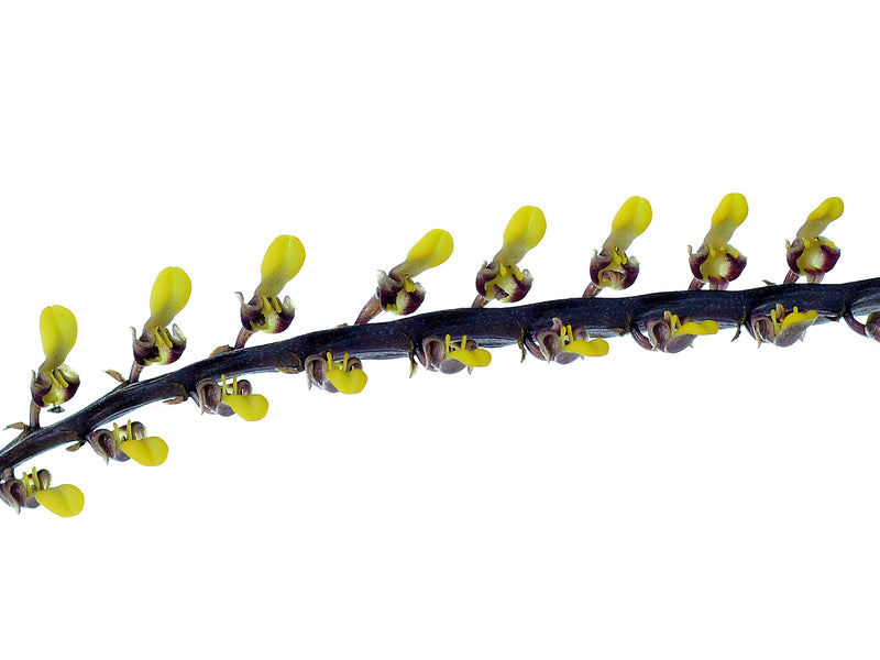 Bulbophyllum falcatum 10 cm Ampelpflanze