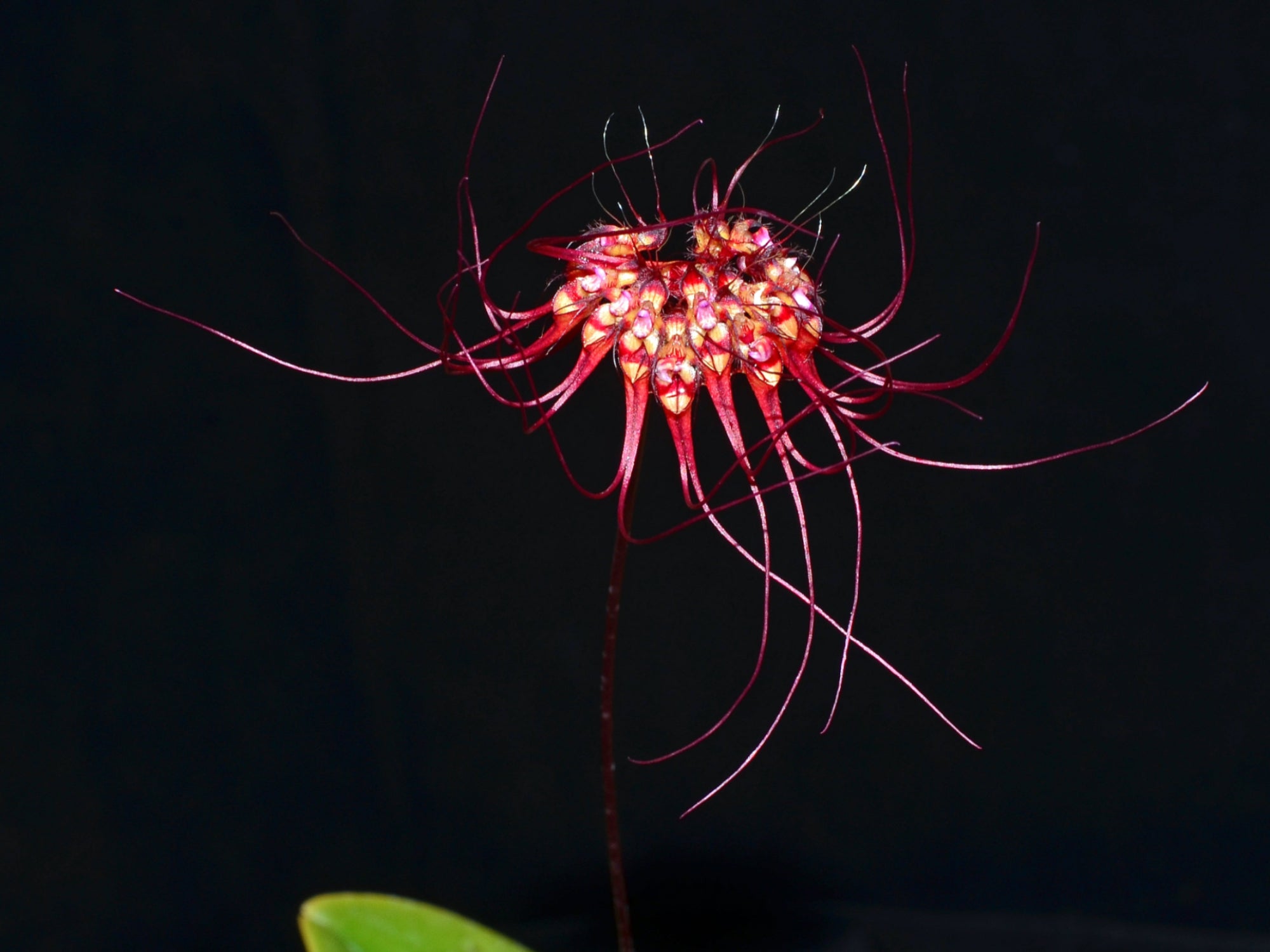 Bulbophyllum gracillimum — Ecuagenera Europe GmbH