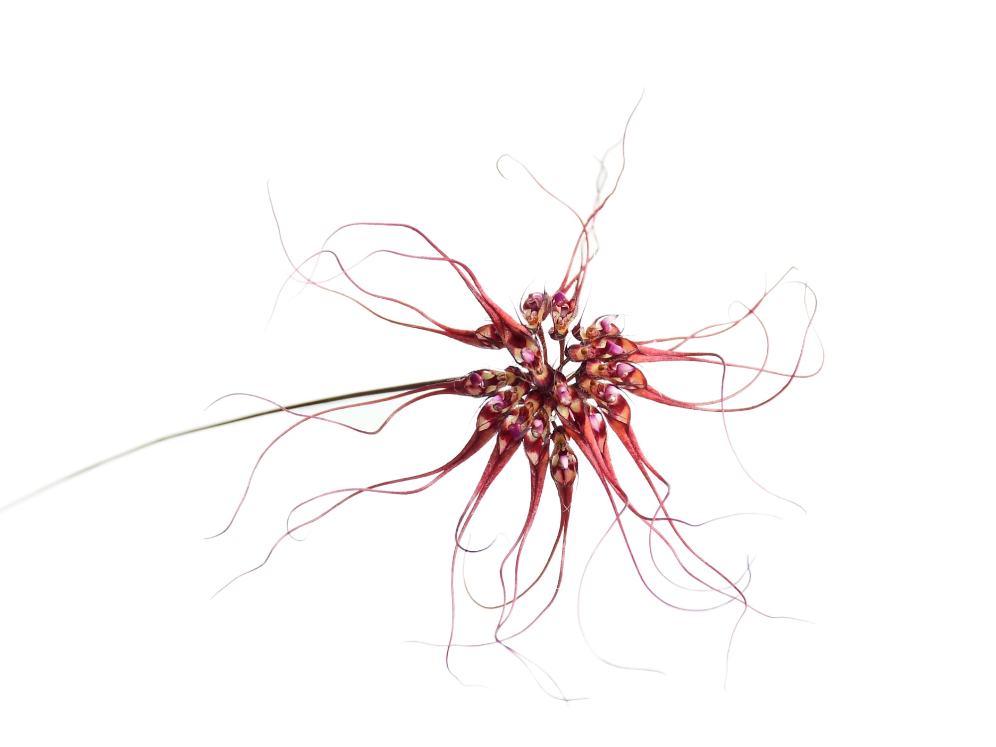 Bulbophyllum gracillimum — Ecuagenera Europe GmbH
