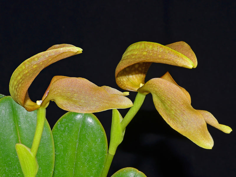 Bulbophyllum grandiflorum