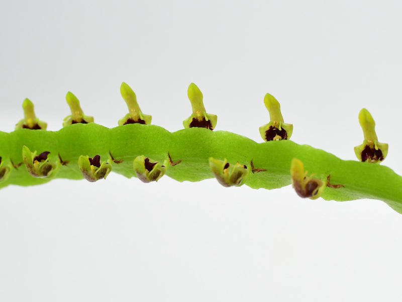 Bulbophyllum kewense